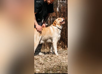 Doby sucht sein für immer Zuhause ❤️❤️❤️