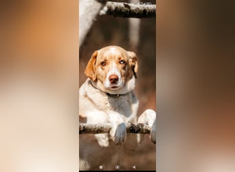 Doby sucht sein für immer Zuhause ❤️❤️❤️