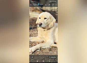 Ayris sucht ihr Für -immer -Zuhause ❤️❤️❤️