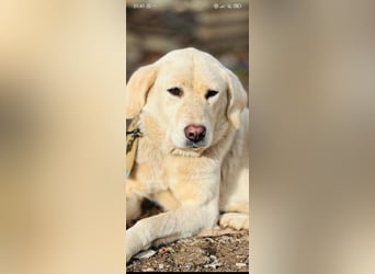 Ayris sucht ihr Für -immer -Zuhause ❤️❤️❤️