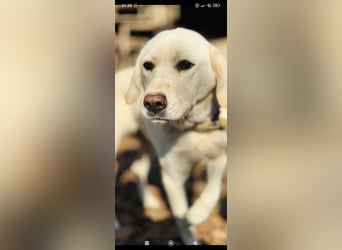 Ayris sucht ihr Für -immer -Zuhause ❤️❤️❤️