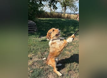 Bruno, toller Riese