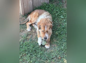 Bruno, toller Riese