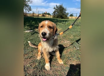 Bruno, toller Riese