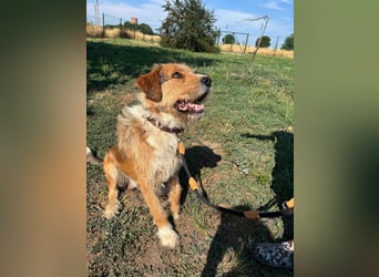 Bruno, toller Riese