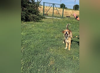 Bruno, toller Riese
