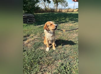Bruno, toller Riese