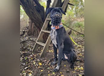 Kaja - sensibler Doggen-Mix