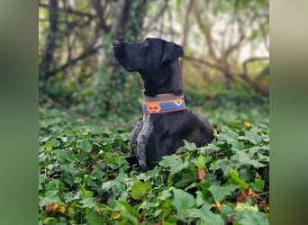 Kaja - sensibler Doggen-Mix