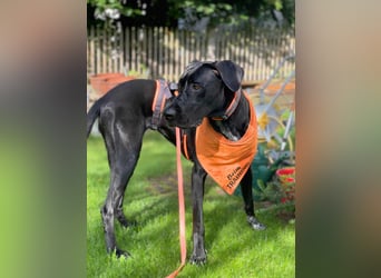 Kaja - sensibler Doggen-Mix