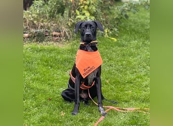 Kaja - sensibler Doggen-Mix