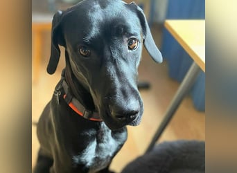 Kaja - sensibler Doggen-Mix