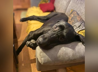 Kaja - sensibler Doggen-Mix