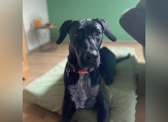 Kaja - sensibler Doggen-Mix