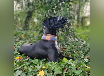 Kaja - sensibler Doggen-Mix