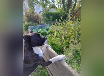 Paul sucht Endstelle