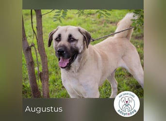 Augustus: Sanfter Riese