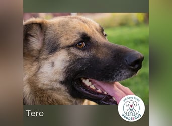 Tero: sucht ein Zuhause