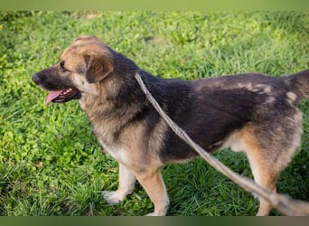 Tero: sucht ein Zuhause