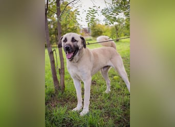 Augustus: Sanfter Riese