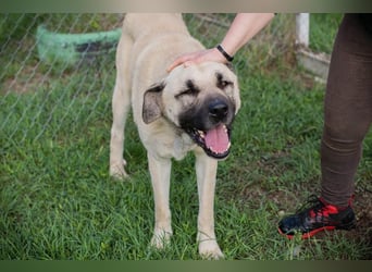 Augustus: Sanfter Riese