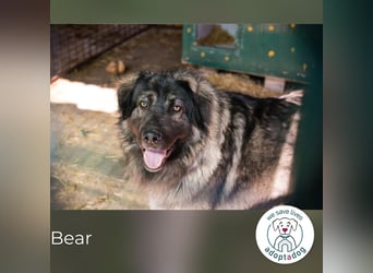 Bear: Hat seine Angst überwunden