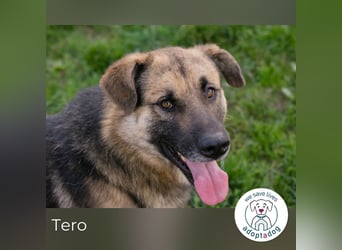 Tero: sucht ein Zuhause