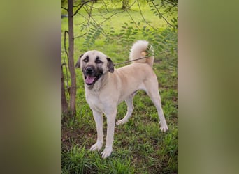 Augustus: Sanfter Riese