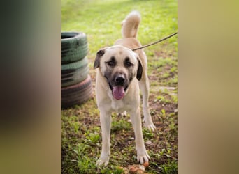 Augustus: Sanfter Riese