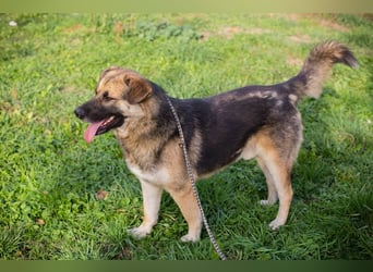 Tero: sucht ein Zuhause