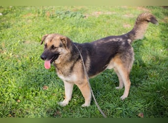 Tero: sucht ein Zuhause