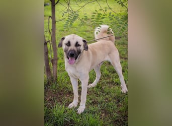 Augustus: Sanfter Riese