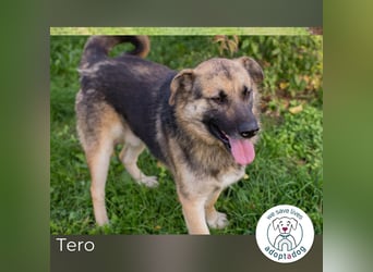 Tero: sucht ein Zuhause