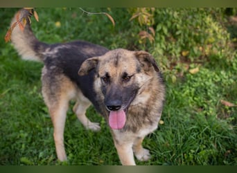 Tero: sucht ein Zuhause