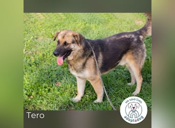 Tero: sucht ein Zuhause