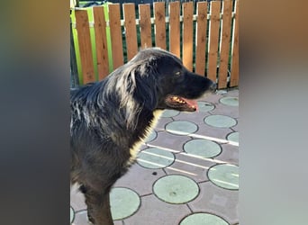 Bounty - Perlentaucher ein freundlicher Riese