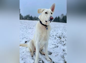 Iorek - anhänglich,lustig&treu