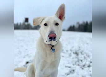 Iorek - anhänglich,lustig&treu