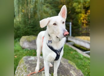 Iorek - anhänglich,lustig&treu