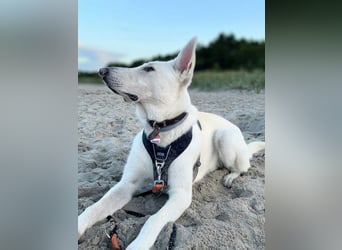 Iorek - anhänglich,lustig&treu