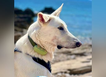 Iorek - anhänglich,lustig&treu