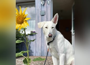 Iorek - anhänglich,lustig&treu