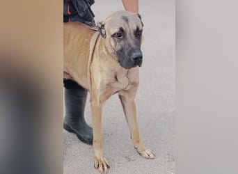 Cognac großer freundlicher Kangal Mischlingrüde Junghund sucht Zuhause oder Pflegestelle