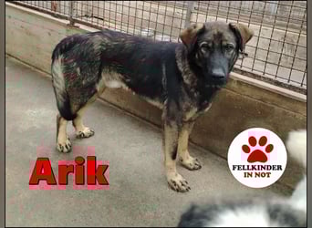 Arik junger Schäferhund Mischling Rüde sucht Zuhause oder Pflegestelle