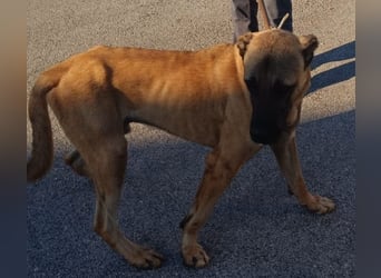 Cognac großer freundlicher Kangal Mischlingrüde Junghund sucht Zuhause oder Pflegestelle