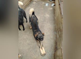 Arik junger Schäferhund Mischling Rüde sucht Zuhause oder Pflegestelle