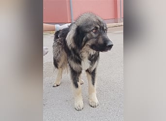Tyson junger, großer Sarplaninac Mischlingshund Mischling Rüde Junghund sucht Zuhause oder PS