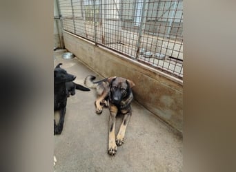 Arik junger Schäferhund Mischling Rüde sucht Zuhause oder Pflegestelle