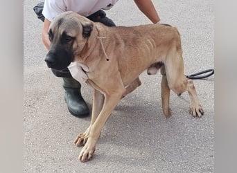 Cognac großer freundlicher Kangal Mischlingrüde Junghund sucht Zuhause oder Pflegestelle