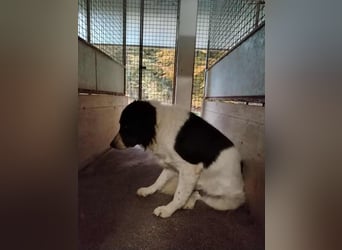 Belinda große Tornjak Mischlingshündin Mischling Hündin sucht Zuhause oder Pflegestelle Belinda große Tornjak Mischlingshündin Mischling Hündin sucht Zuhause oder Pflegestelle